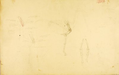 Horse Anatomy by Solon H. Borglum