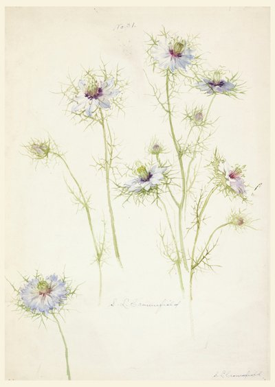 Studies: Love-in-a-mist, late 19th century by Sophia L. Crownfield