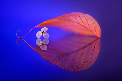 Floating Leaf Reflection by Sophie Pan