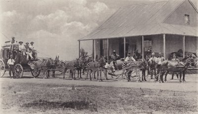 A Novel Means of Transport, Zebras to draw the Mail Coach (b/w photo) by South African Photographer