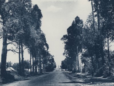 Avenue of Blue Gum Trees, Pretoria by South African Photographer