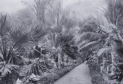 Palm Avenue, Botanic Gardens, Durban by South African Photographer