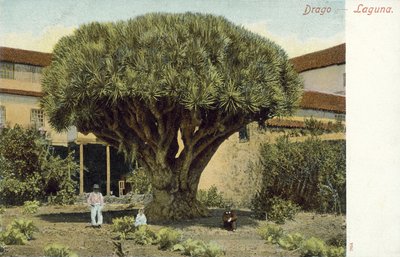 Dragon Tree by Spanish Photographer
