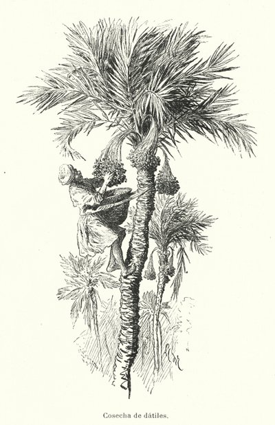 Harvesting Dates by Spanish School