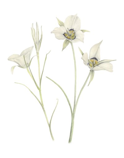 Mariposa Lily by Stacy Hsu