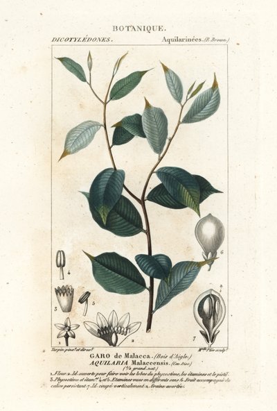 Agarwood, Aqualaria malaccensis Critically endangered by Stanghi Stanghi