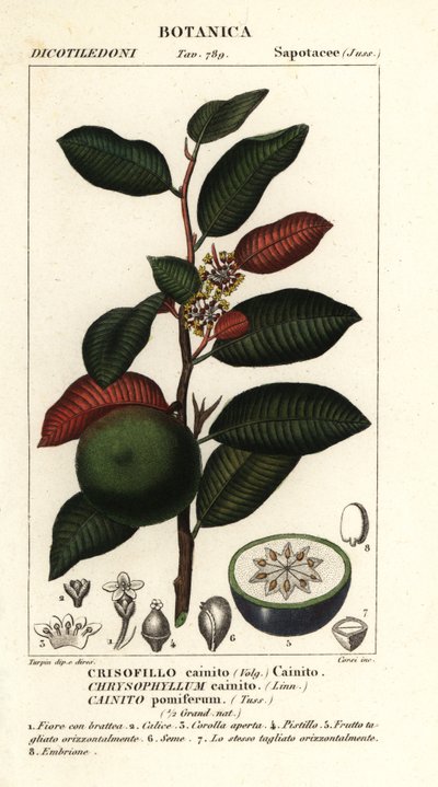 Cainito, Chrysophyllum cainito by Stanghi Stanghi