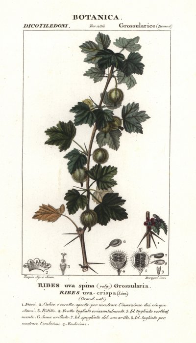 Gooseberry, Ribes uva-crispa by Stanghi Stanghi