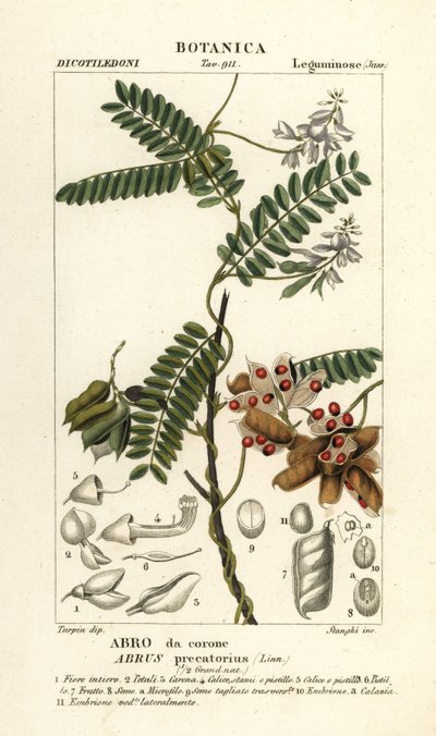 Jequirity bean or rosary pea by Stanghi Stanghi