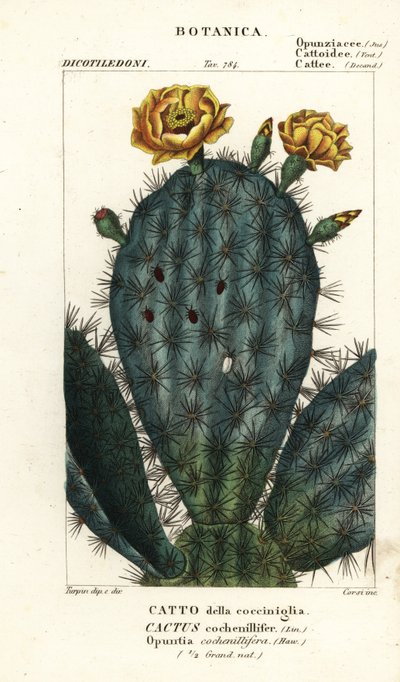Prickly Pear by Stanghi Stanghi