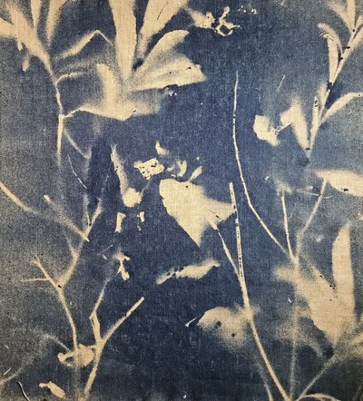 Blue Botanical Shadows by Stefano Mazzolini