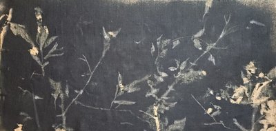 Dark Botanical Study by Stefano Mazzolini