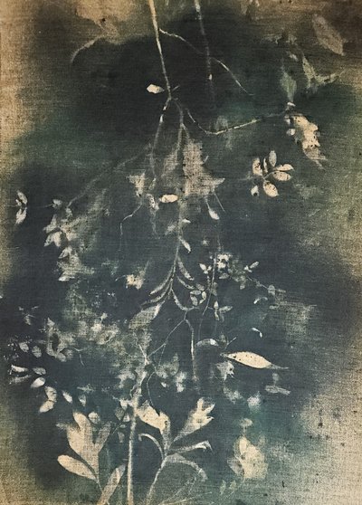 Dark Botanical Study by Stefano Mazzolini