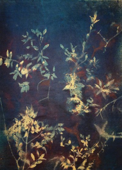 Deep Blue Leaves by Stefano Mazzolini