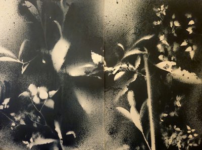 Ethereal Botanical Forms by Stefano Mazzolini