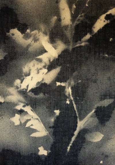Ethereal Botanical Silhouettes by Stefano Mazzolini