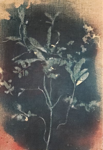 Faded Blue Botanical by Stefano Mazzolini