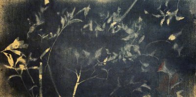 Indigo Botanical Study by Stefano Mazzolini