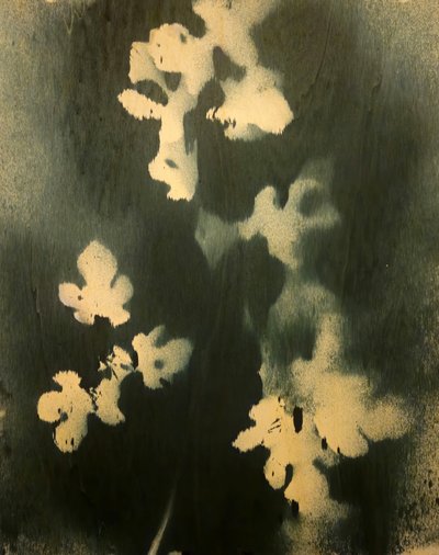 Indigo Botanical Study by Stefano Mazzolini