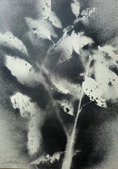 Monochrome Botanical Study by Stefano Mazzolini