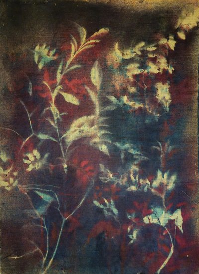 Moody Botanical Foliage by Stefano Mazzolini
