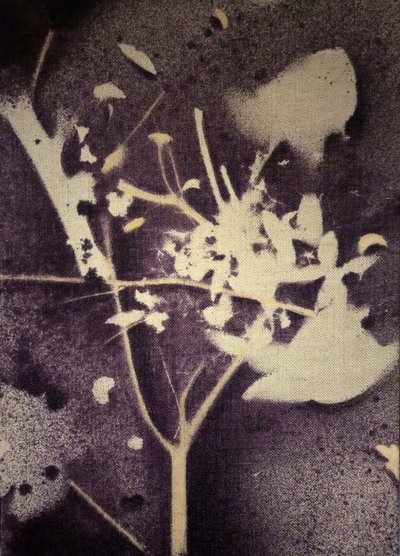 Purple Botanical Silhouette by Stefano Mazzolini