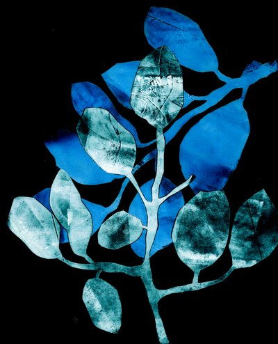 Nocturnal Garden by Stephen Dow