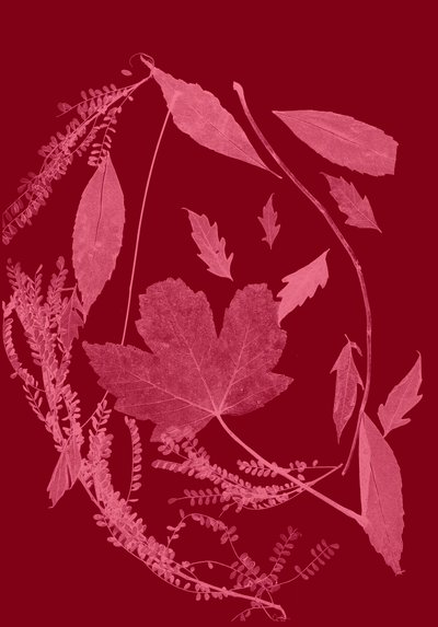 Red Foliage by Stephen Dow