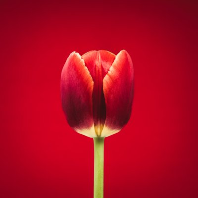 Portrait of a Singular Red Tulip on a Red Background by Steve Gallagher