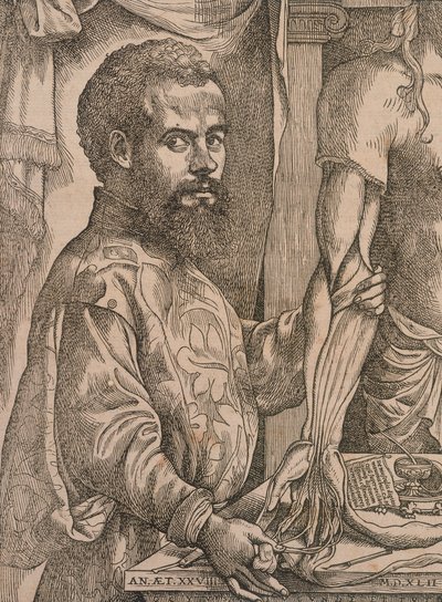 Andreas Vesalius dissecting the muscles of the forearm of a cadaver by Steven van Calcar