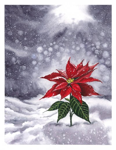 Poinsettia Winter Glow by Suchi Deb