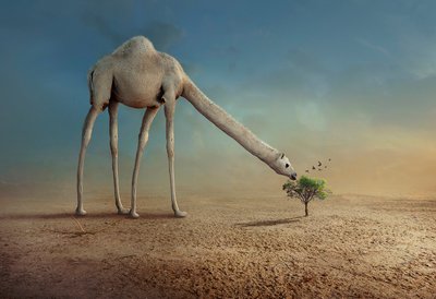 Long Neck Camel by Sulaiman Almawash