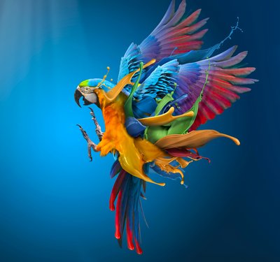 Vibrant Parrot Splash by Sulaiman Almawash