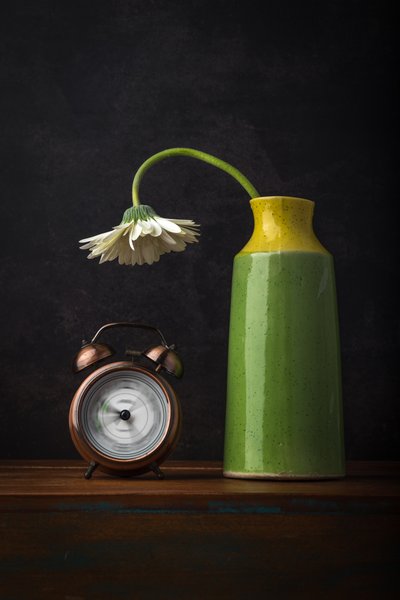 Wilting Daisy Passing Time by Sumit Dhuper
