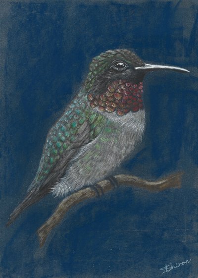 Vibrant Hummingbird Perched by Sunet Theron