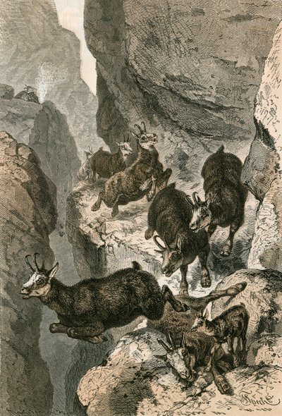 Chamois hunted on a Narrow Ledge by Swiss School