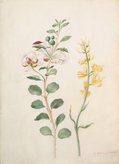 Study of Capers, Gorse, and a Beetle by Sybilla Merian