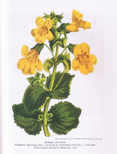 Monkey Flower, Nature in Britain published by Collins 1946 by Sydenham Teast (after) Edwards