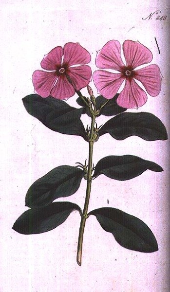 Periwinkle, Plate 248 from William Curtis