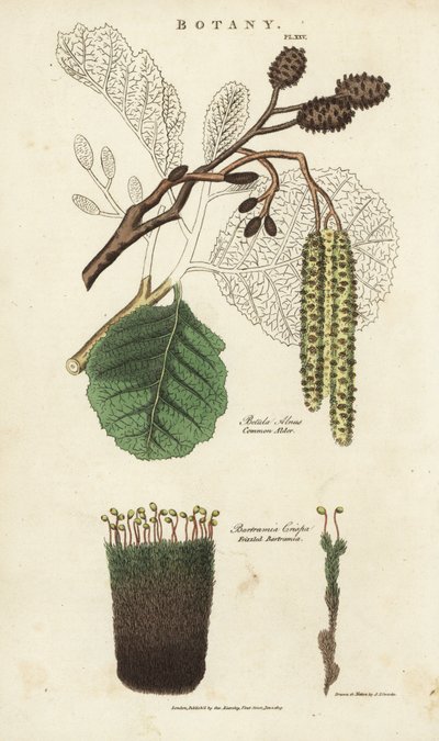 Alder and Moss Variete by Sydenham Teast Edwards