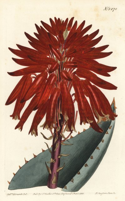 Rubble aloe, Aloe perfoliata (Mitre aloe, Aloe mitraeformis). by Sydenham Teast Edwards