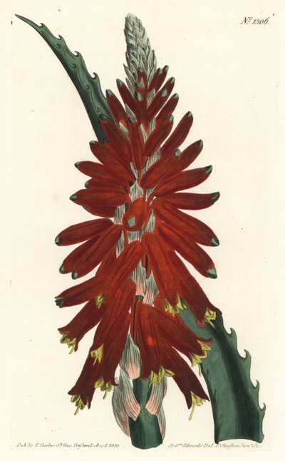 Narrow leaved sword aloe, Aloe arborescens. by Sydenham Teast Edwards