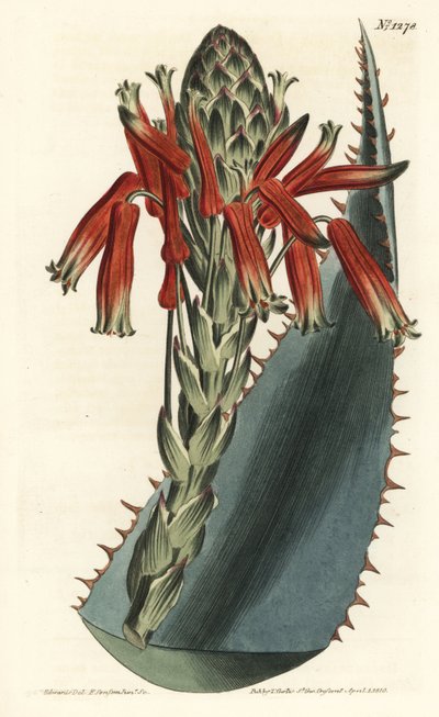 Blue aloe, Aloe glauca (Red-spined glaucous aloe, Aloe rhodacantha) by Sydenham Teast Edwards