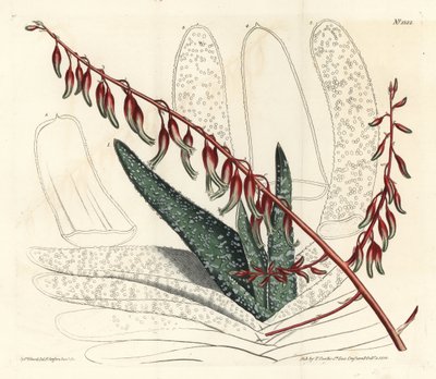 Fan aloe, Aloe plicatilis (Tongue aloe, Aloe lingua) by Sydenham Teast Edwards