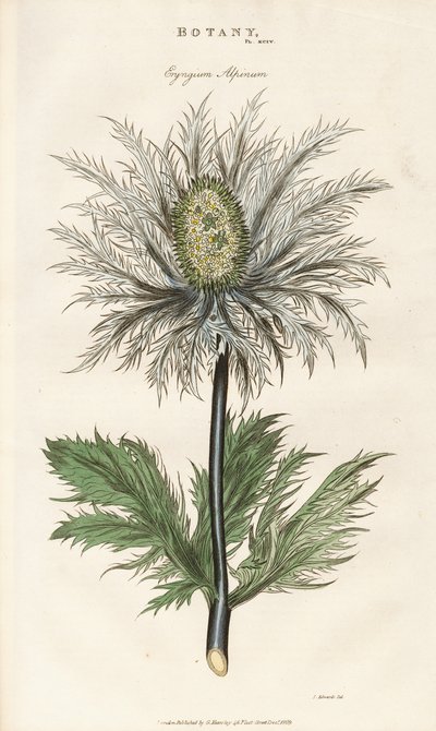 Alpine Sea Holly (Eryngium alpinum) by Sydenham Teast Edwards