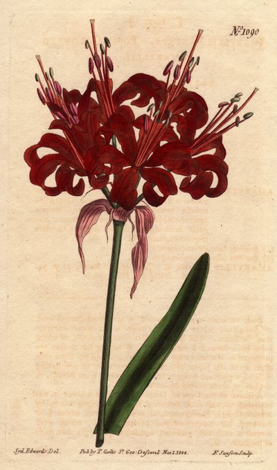 Amaryllis poppy color, with dark crimson flowers, flowering from a single foot by Sydenham Teast Edwards