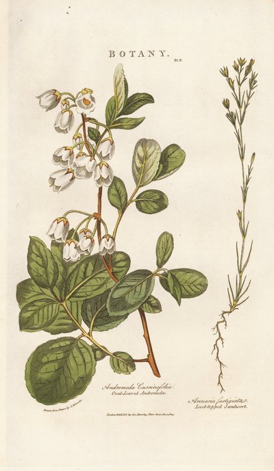 Andromeda and Sandwort by Sydenham Teast Edwards