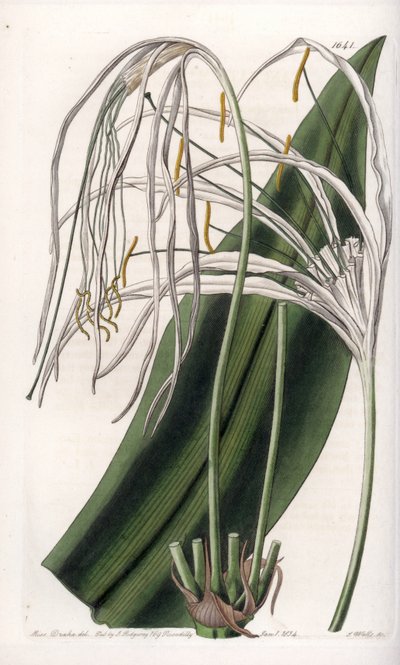 Araignee lily or sea daffodil or sea lily by Sydenham Teast Edwards