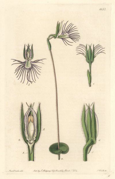 Araignee Orchid by Sydenham Teast Edwards
