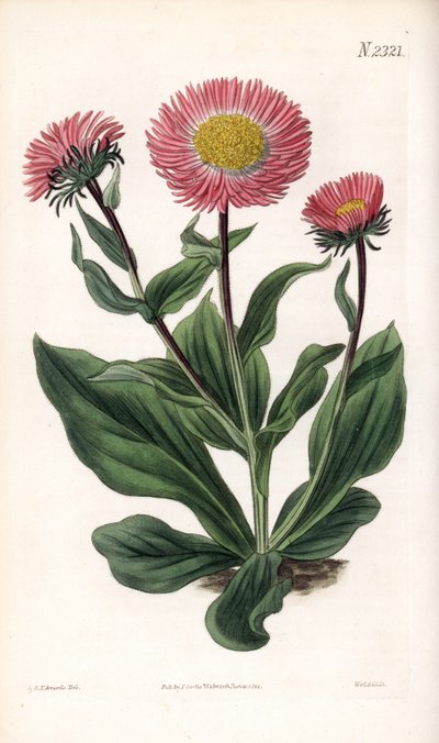Aster Variete - Fine rayed starwort, Aster alwartensis, native to the Caucasus by Sydenham Teast Edwards